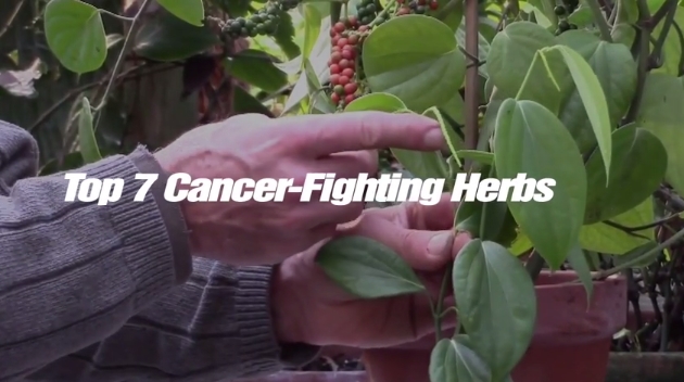 Top 7 Cancer-Fighting Herbs (Video)