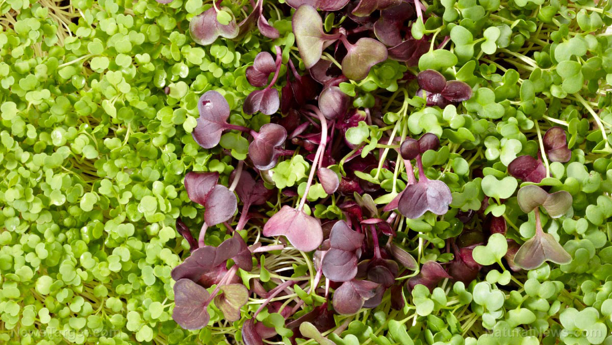 southern-mom-loves-how-to-grow-alfalfa-sprouts-in-your-kitchen